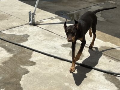 Weimaraner & Doberman