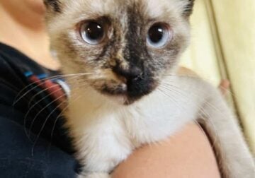 Tortie Pointe Kittens
