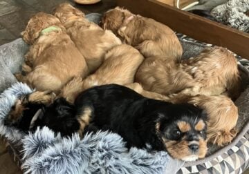 Pure bred King Charles Cavalier Spaniel puppies