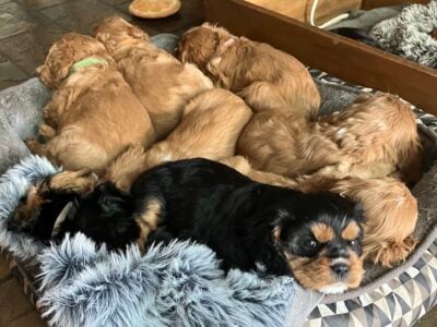 Pure bred King Charles Cavalier Spaniel puppies