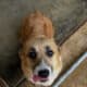 AKC corgis