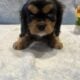 Pure bred King Charles Cavalier Spaniel puppies