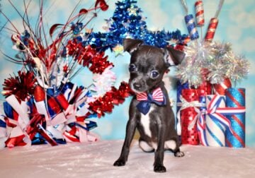 Sullivan – Adorable Baby Boy w/BIG Personality