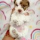 Toy poodles