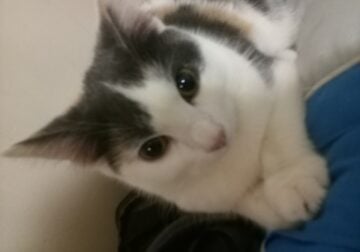 Older kitten