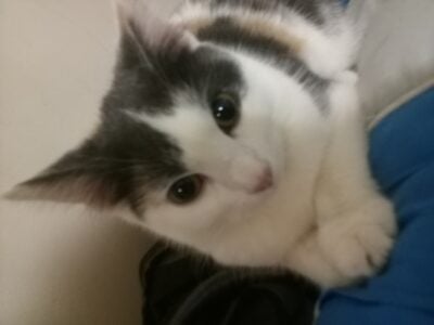 Older kitten