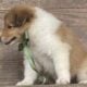 Rough collie pups