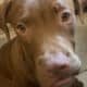 Italian Mastiff/ Dogo de Bourgeois