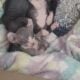 sphynx kittens for sale