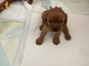 Beautiful Cavalier King Charles