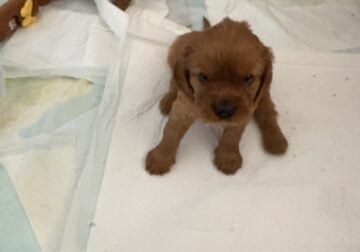 Beautiful Cavalier King Charles