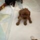 Beautiful Cavalier King Charles