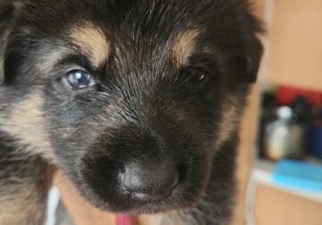 Black and Tan and Sables Males Avaliable