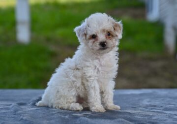 Toy Poodle For Sale Millersburg OH Braxton