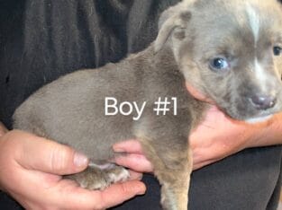 Puppies