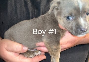 Puppies