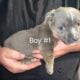 Puppies