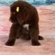 AKC Newfoundland’s Full Registration