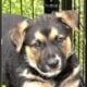 Hi I’m Nokie a 10.5 week Shepherd pup from Butler