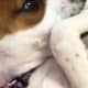 Cookie (beagle and jack russel terrier mix)