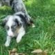 Male miniature Australian shepherds