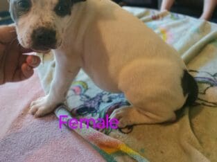 Pitbull puppies