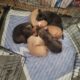 Bully Puppies Ready for Homes!