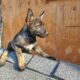 Belgian malinois puppies