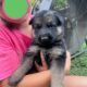 German shepherd puppies