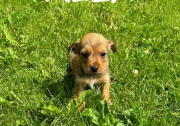 Alex Male Cairn/Yorkie Puppy