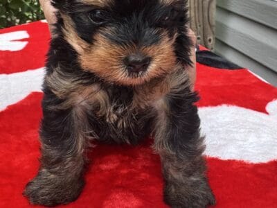 BRUTUS