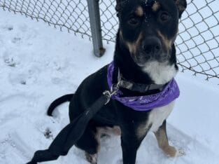 German Shepard X Boxer in need of home