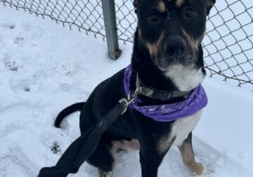 German Shepard X Boxer in need of home