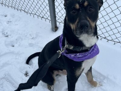 German Shepard X Boxer in need of home