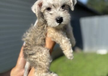 Miniature Schnauzer Puppies