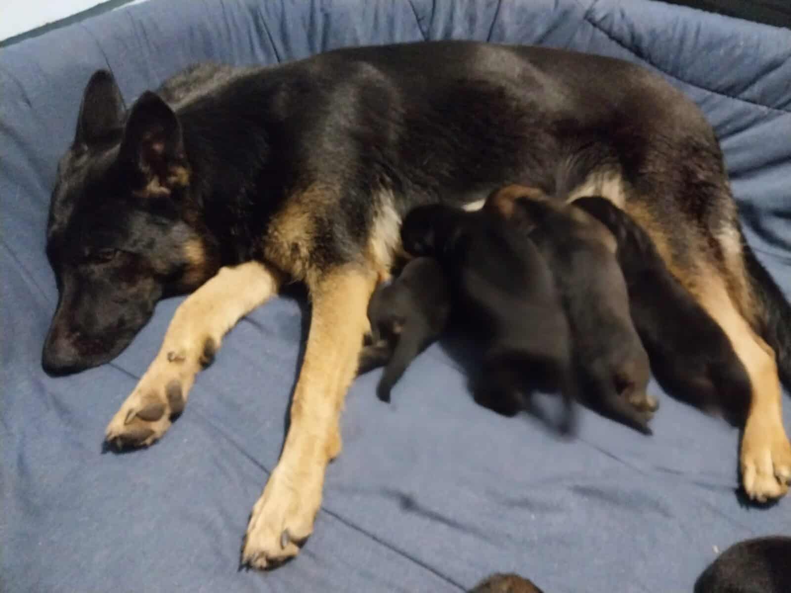 German Shepherd Puppies image 5