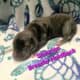 Italian Daniffs 50% Cane Corso 50% Great Dane