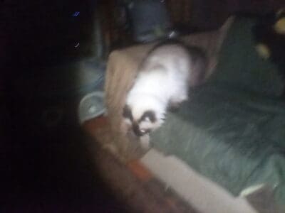Ragdoll cat needs good new home