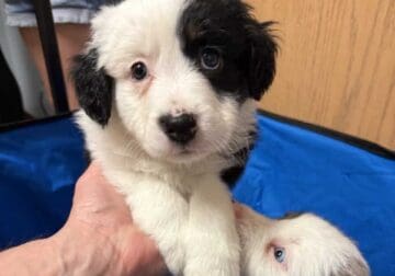 Australian Shepherds for Sale