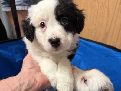 Australian Shepherds for Sale