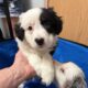 Australian Shepherds for Sale