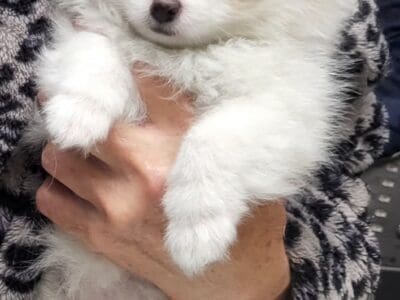 Pomeranian female puppy