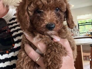 ANNIE Female F1B Toy Goldendoodle puppy
