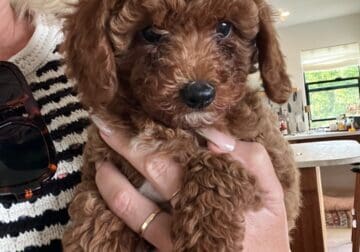 ANNIE Female F1B Toy Goldendoodle puppy