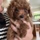 ANNIE Female F1B Toy Goldendoodle puppy