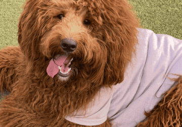 Beautiful male goldendoodle