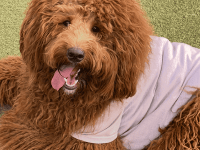 Beautiful male goldendoodle