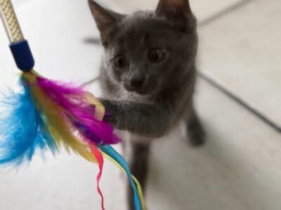 KITTENS MALES