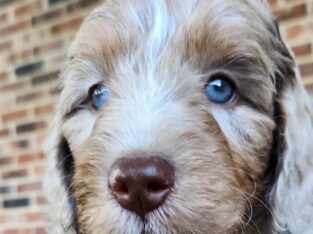 Maple – Female – Red Merle F1 Aussiedoodle