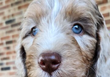 Maple – Female – Red Merle F1 Aussiedoodle